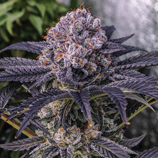 Fire Follower: A New Bloom for Blueberry Strains