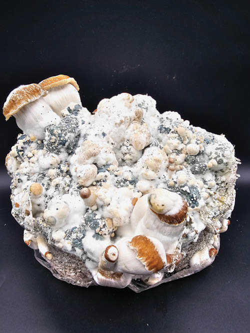 Magic Mushroom Mutations