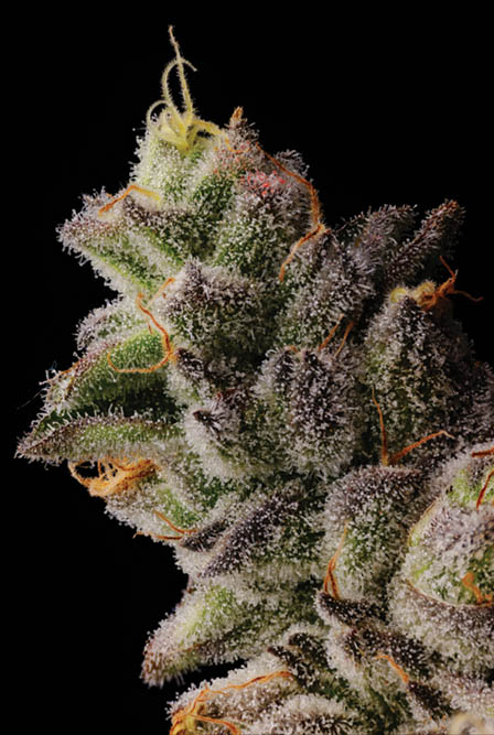 Fire Follower: Seed Junky Genetics Brings Sexy Wedding Cake Back