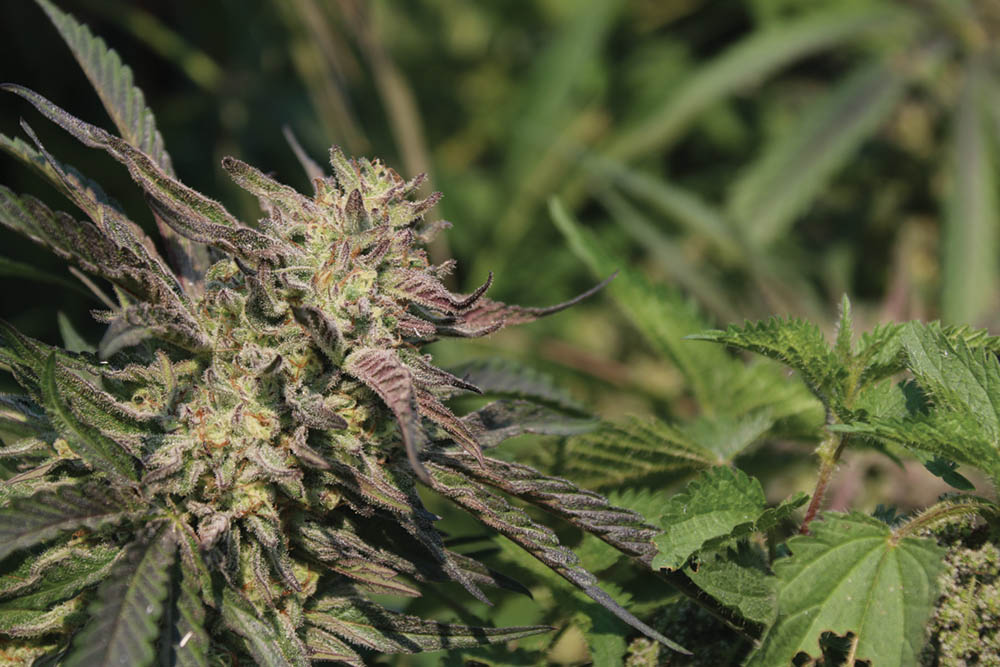 Fire Follower: Biovortex Seeds New Worlds