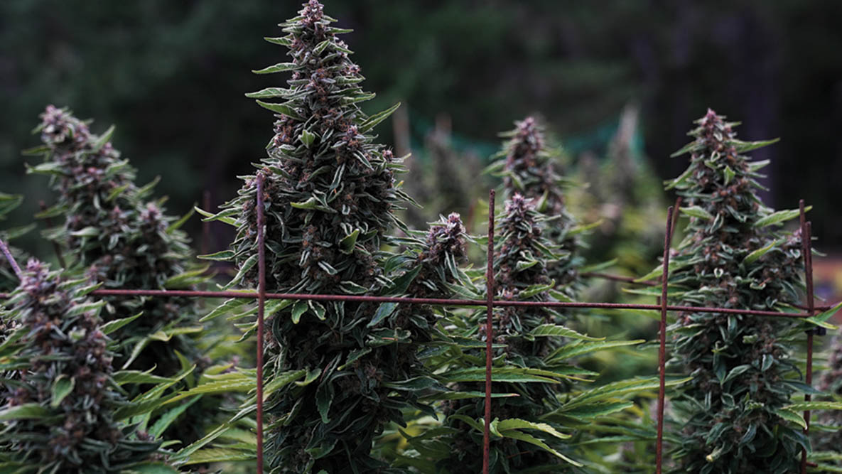 Fire Follower: Cannabis Flavor and Effect Trends for 2026