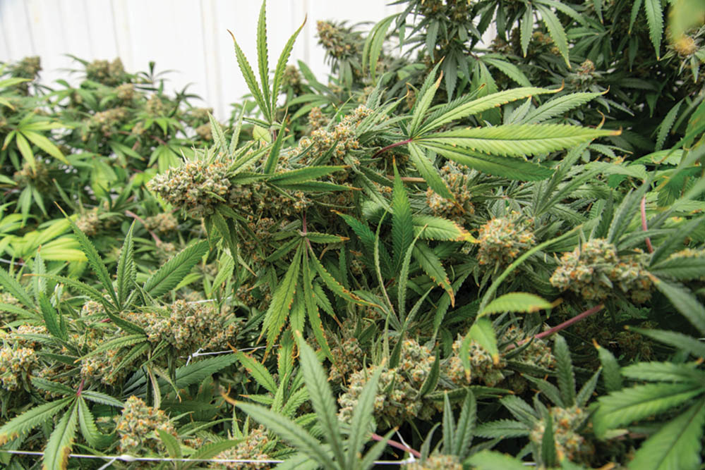 Grow Tour: Honeydew