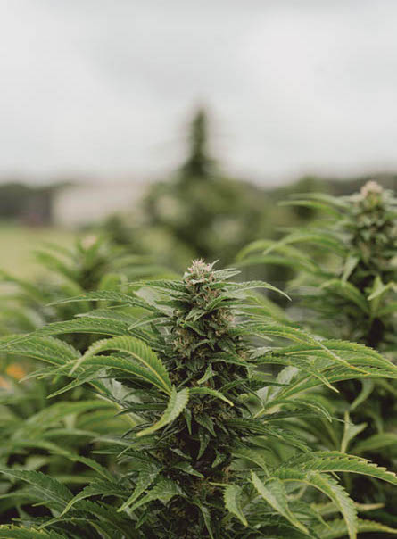 Northeast Leaf Harvest Grow Tour: Route 27