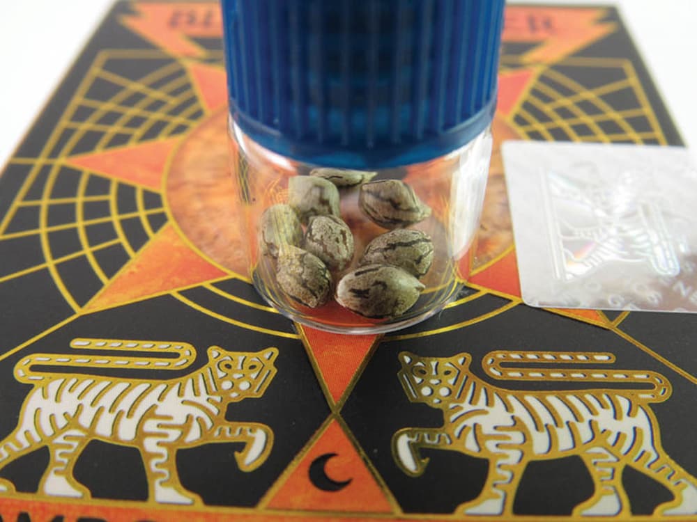 Fire Follower: Exploring Black Amber