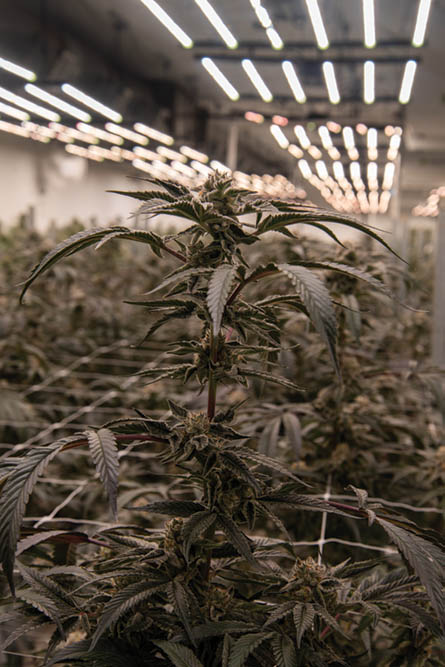 Grow of the Month: Fairwinds / Sunshine Farms