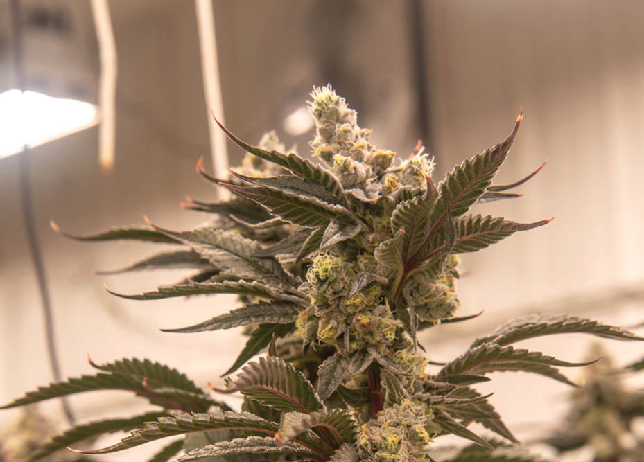 Grow Tour: Bacon’s Buds