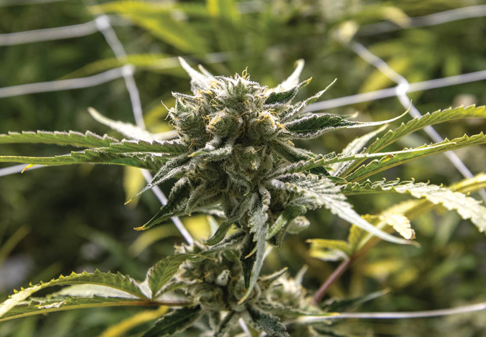 Grow Tour: Heavenly Buds