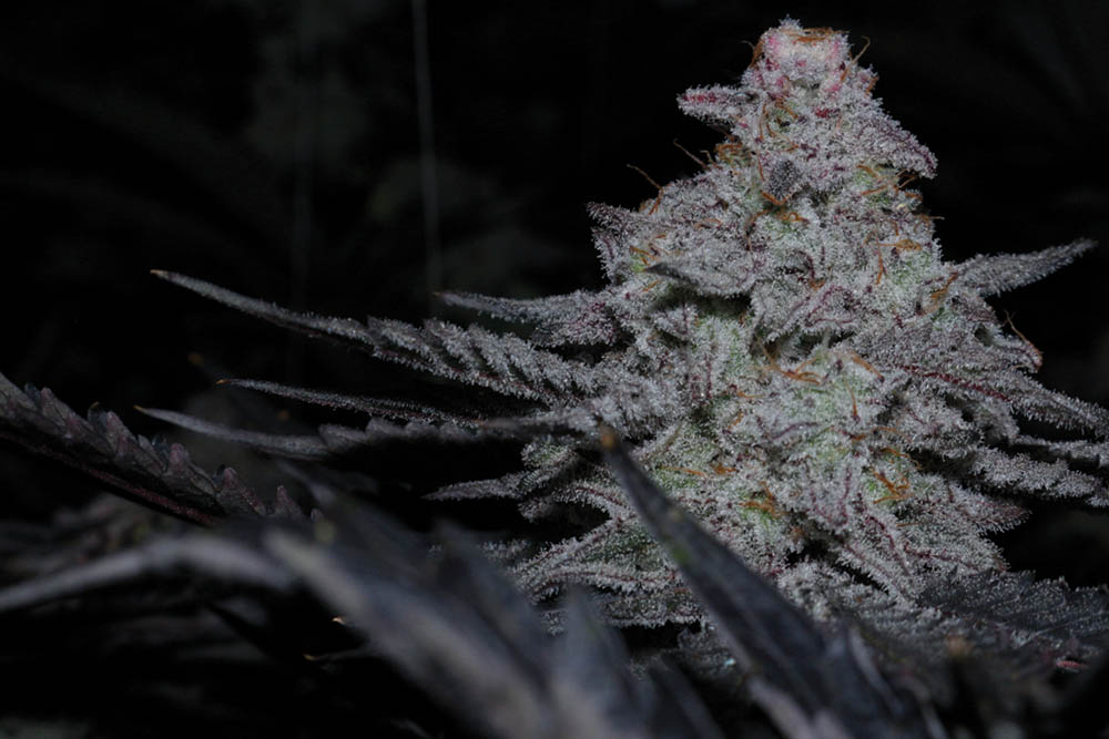 Capulator: 10 Years of the MAC