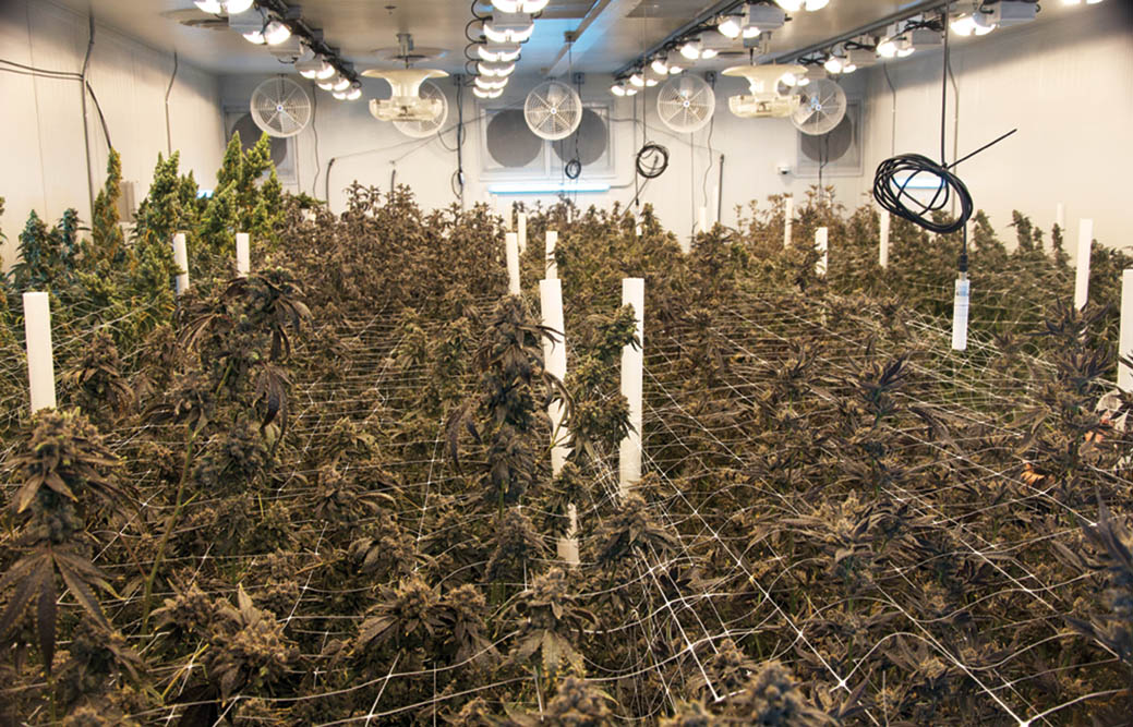 Maryland Leaf Harvest Special: BL^CK MRKT