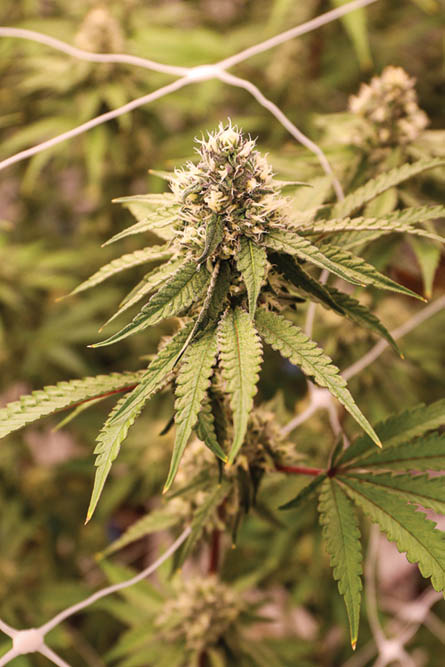 photo of Maryland Leaf Harvest Special: Evermore Cannabis Company image