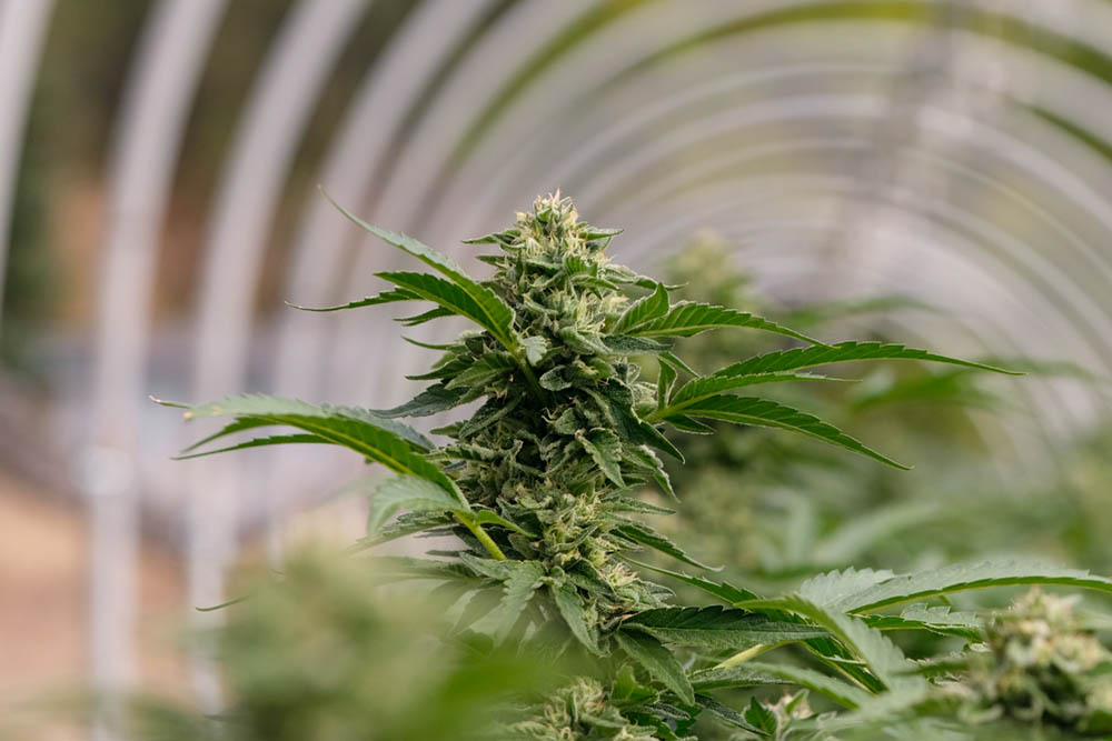 Oregon Leaf Harvest Special: Whale Oil Extracts