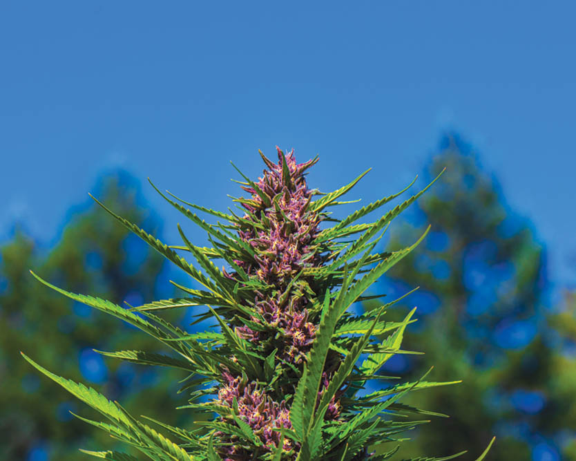 Fire Follower: The Real OG Kush is Back